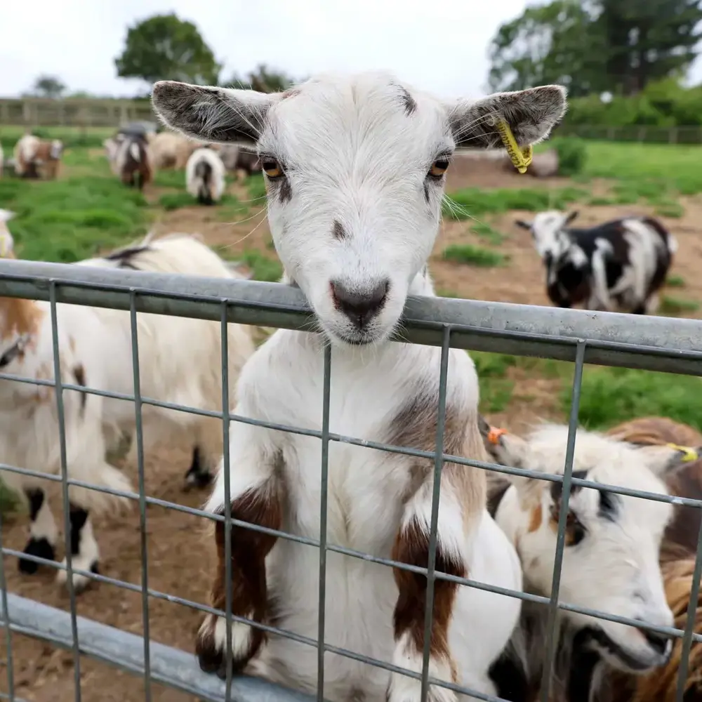 A white goat stood up at the fence.