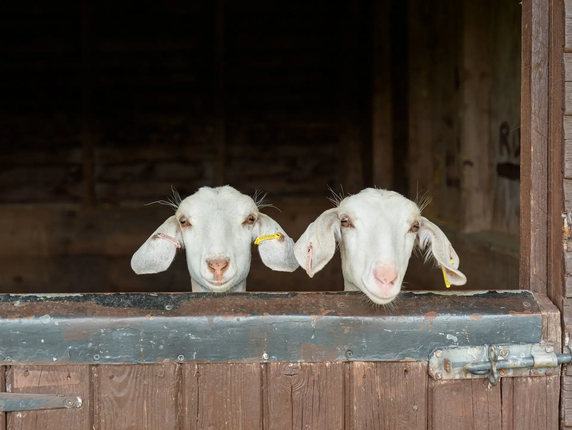 Sheep peeking over gate