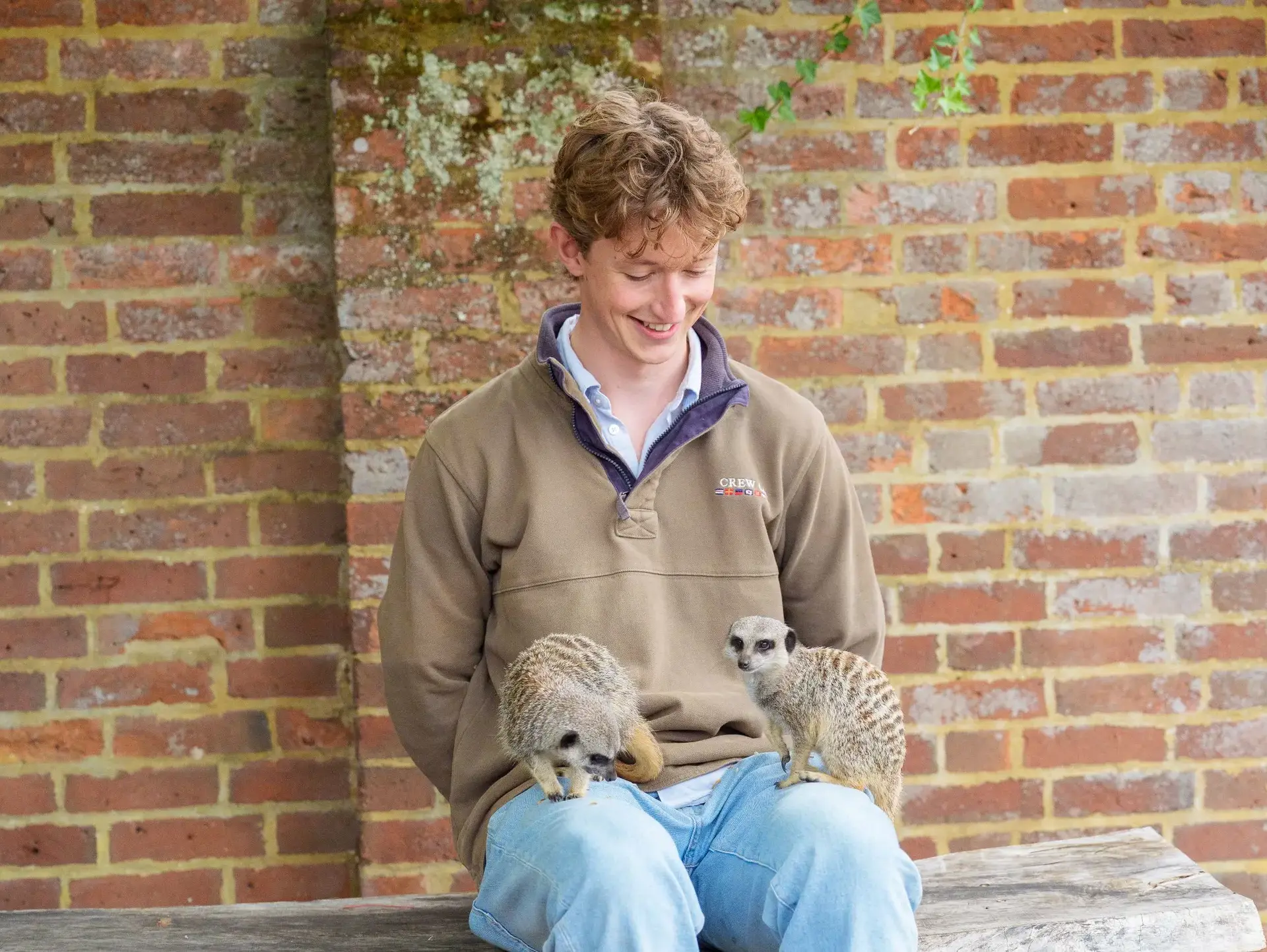 Student sitting on bench with two meerkats on their lap
