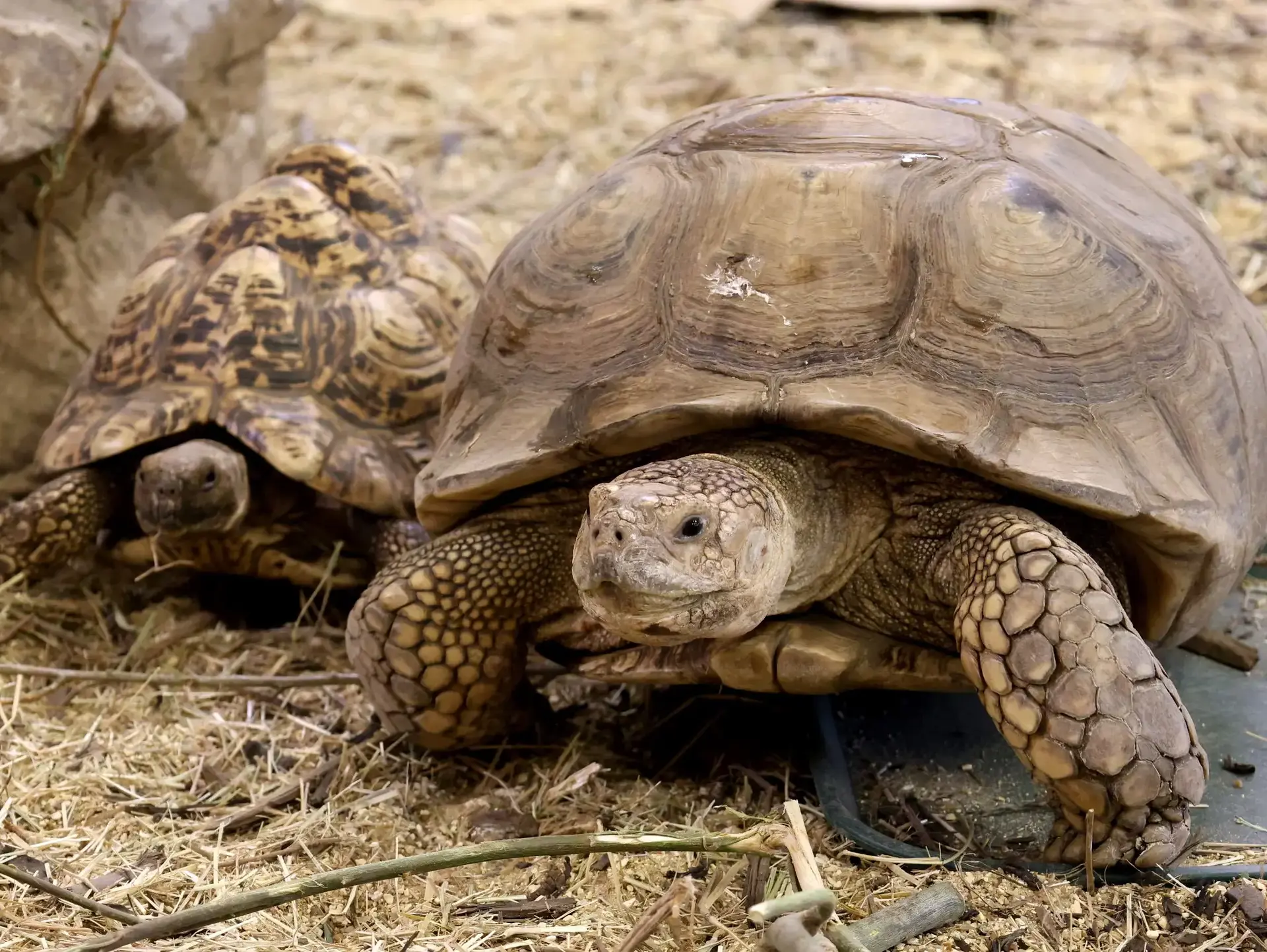 Tortoise plodding along