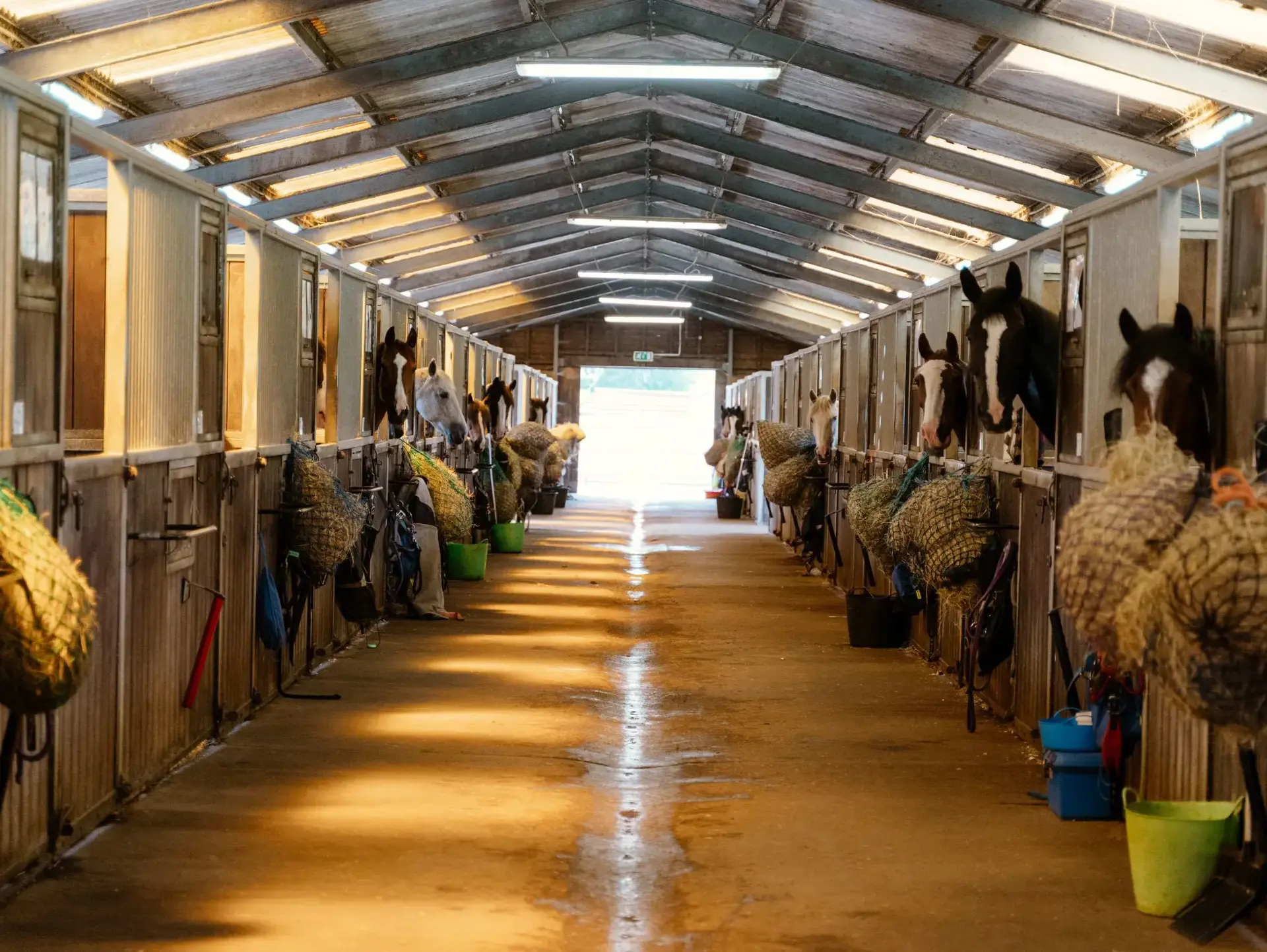 Horses looking down stable aisle from their pens