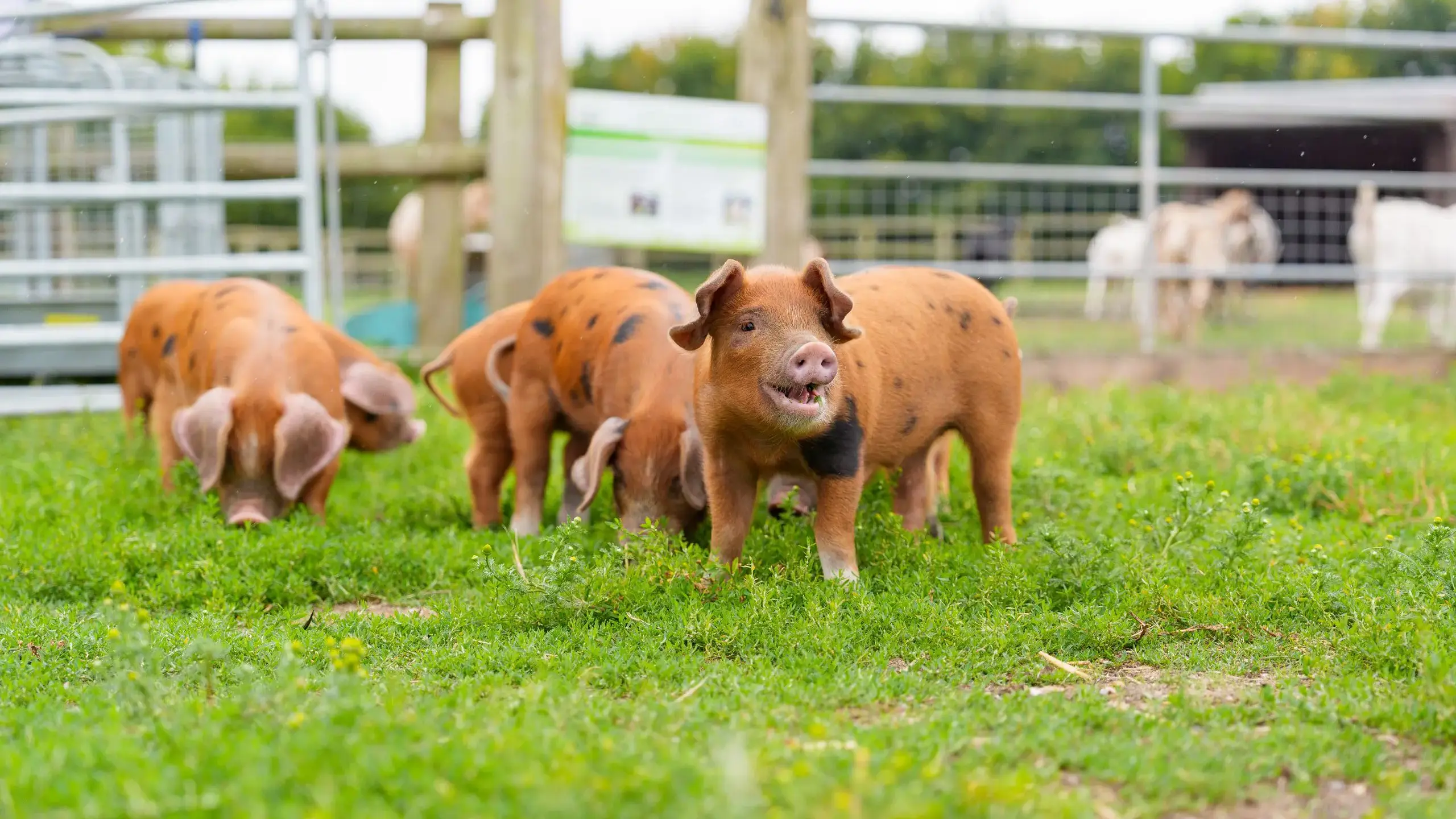 Three pigs in pen