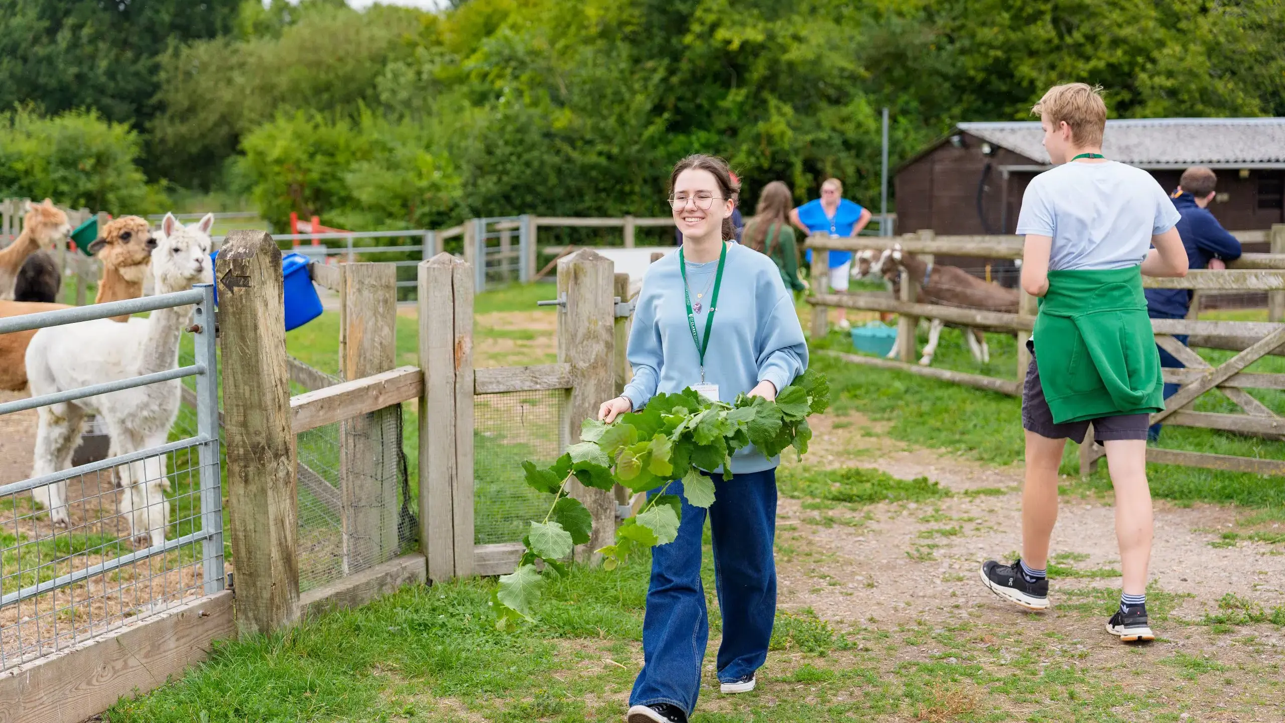 Student walking past alpacas, holding leaves