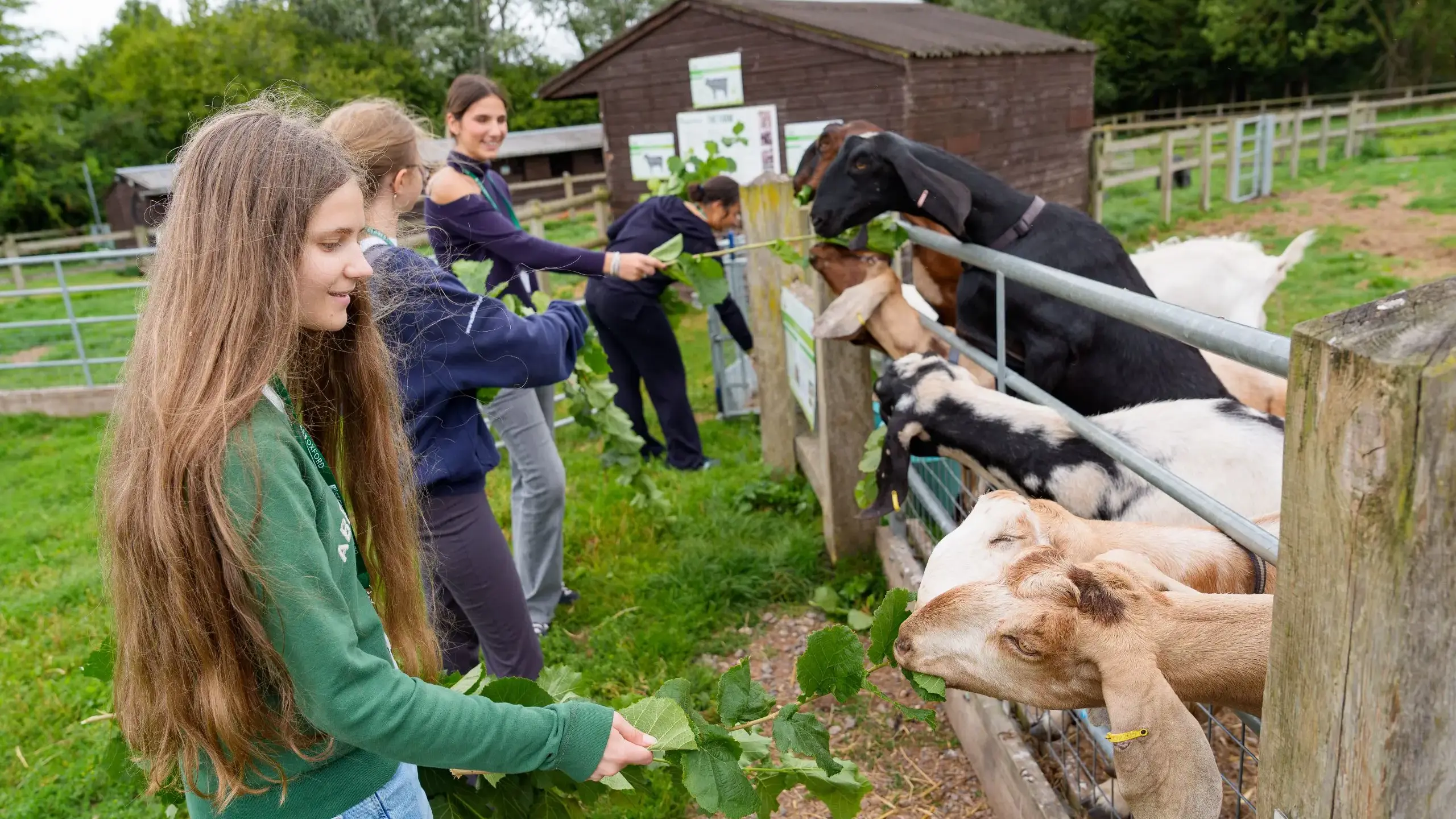 Students feeding goats