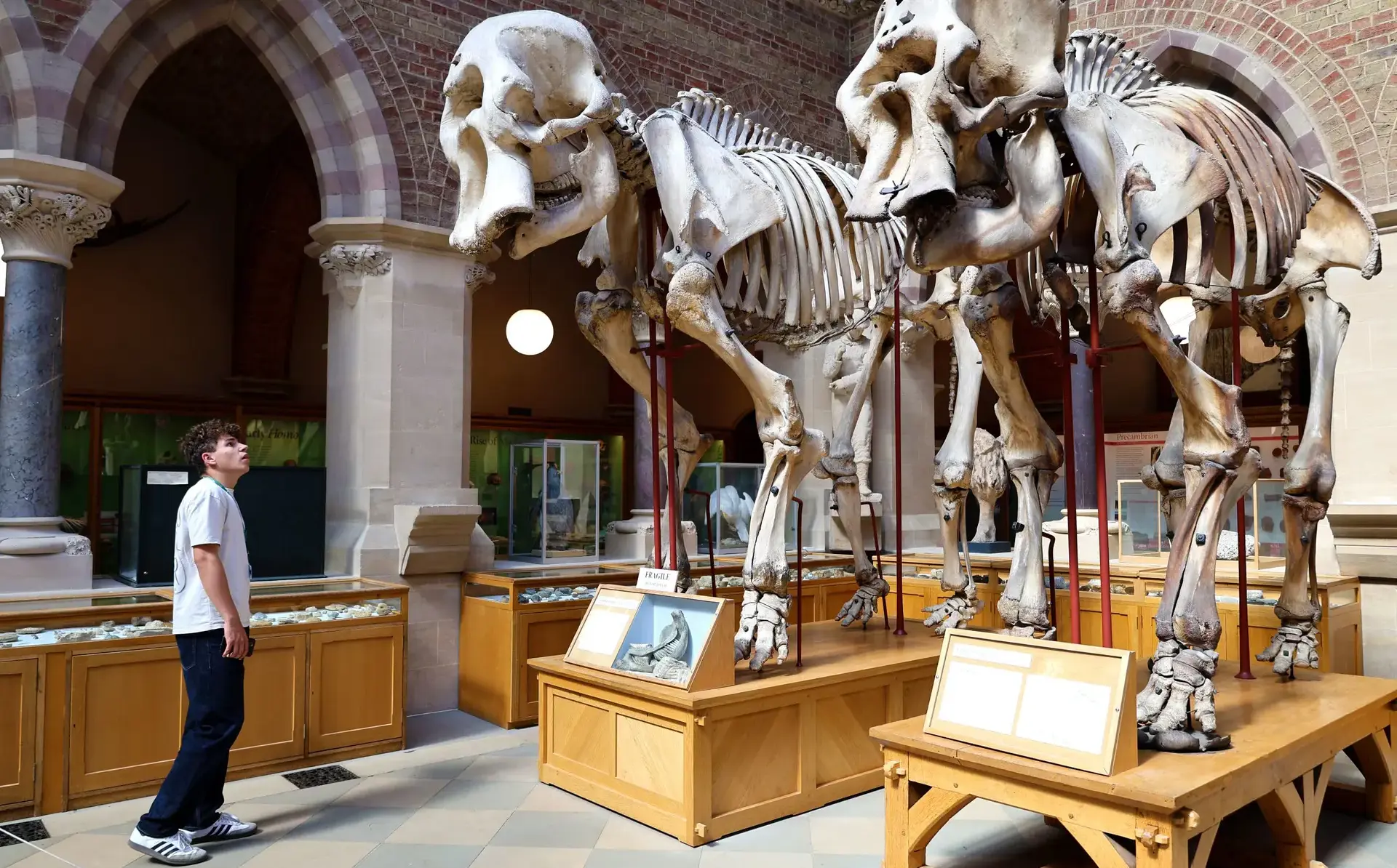 Students looking up at mammoth skeletons in museum