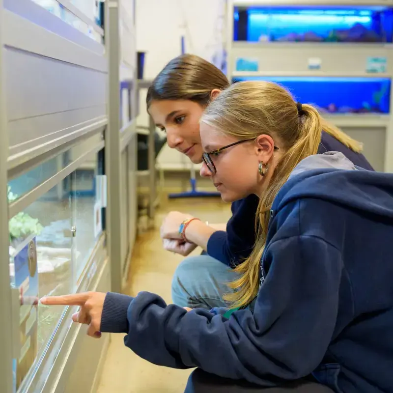 Two students looking through a glass animal enclosure and pointing.
